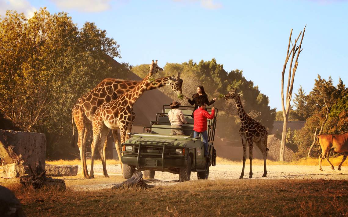 africam safari puebla informacion